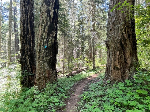 Maxwell Butte